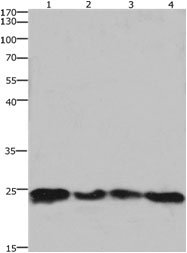 Anti-HMGB3 Antibody
