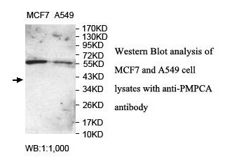 Anti-PMPCA Antibody Anti-PMPCA Antibody