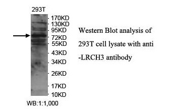 Anti-LRCH3 Antibody Anti-LRCH3 Antibody