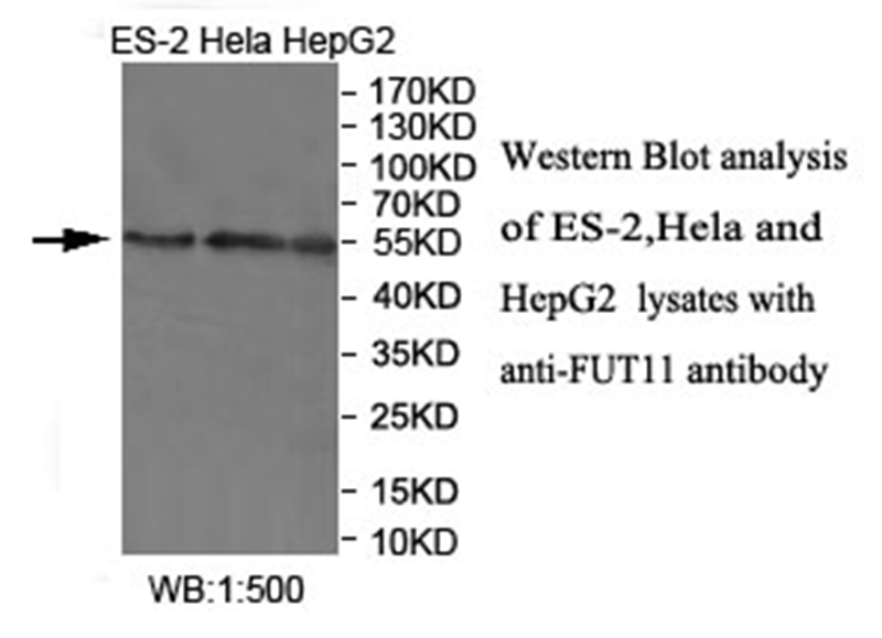 Anti-FUT11 Antibody