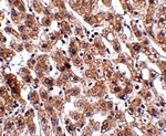 Anti-HAAO Antibody Anti-HAAO Antibody