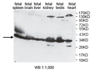 Anti-EAPP Antibody Anti-EAPP Antibody