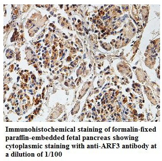 Anti-ARF3 Antibody