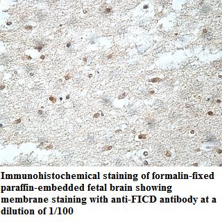 Anti-FICD Antibody