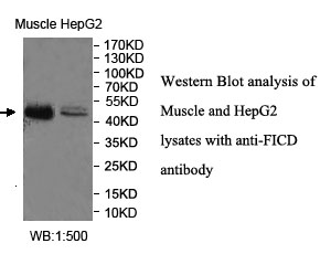 Anti-FICD Antibody Anti-FICD Antibody