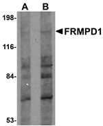 Anti-FRMPD1 Antibody