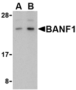 Anti-BANF1 Antibody