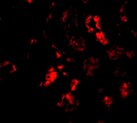 Anti-BANF1 Antibody Anti-BANF1 Antibody