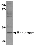 Anti-Maelstrom Antibody