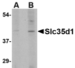 Anti-Slc35D1 Antibody