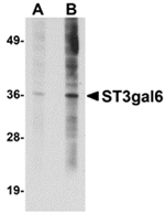 Anti-ST3gal6 Antibody