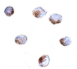 Anti-GNPDA2 Antibody Anti-GNPDA2 Antibody