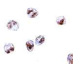 Anti-SCARA5 Antibody Anti-SCARA5 Antibody