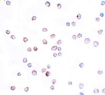 Anti-SCUBE2 Antibody Anti-SCUBE2 Antibody