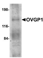Anti-OVGP1 Antibody