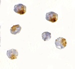 Anti-OVGP1 Antibody Anti-OVGP1 Antibody