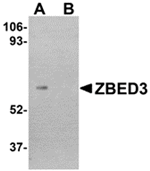 Anti-ZBED3 Antibody