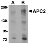 Anti-APC2 Antibody