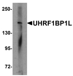 Anti-UHRF1BP1L Antibody