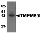 Anti-TMEM59L Antibody