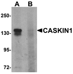 Anti-CASKIN1 Antibody