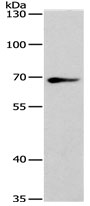 Anti-SPATA13 Antibody