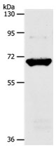 Anti-SLC33A1 Antibody