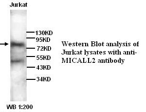 Anti-MICALL2 Antibody