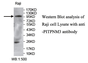 Anti-PITPNM3 Antibody