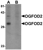 Anti-OGFOD2 Antibody