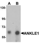 Anti-ANKLE1 Antibody