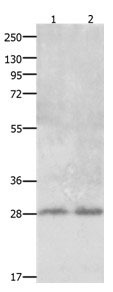 Anti-CLEC1A Antibody