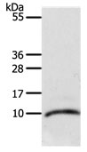 Anti-CCL3L1 Antibody