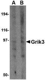 Anti-Grik3 Antibody