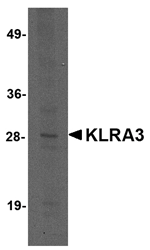 Anti-KLRA3 Antibody