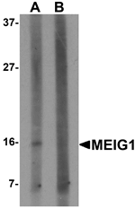 Anti-MEIG1 Antibody