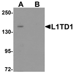 Anti-L1TD1 Antibody