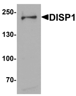 Anti-DISP1 Antibody