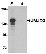 Anti-JMJD3 Antibody
