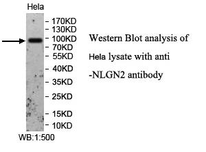 Anti-NLGN2 Antibody