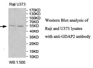 Anti-GDAP2 Antibody