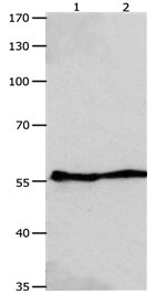 Anti-GJA9 Antibody