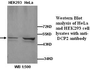 Anti-DCP2 Antibody