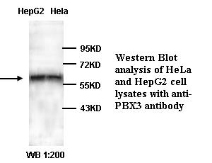 Anti-PBX3 Antibody