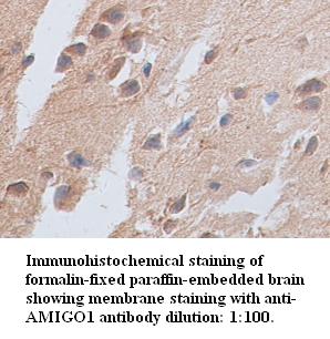 Anti-AMIGO1 Antibody
