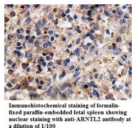 Anti-ARNTL2 Antibody