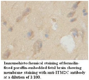 Anti-ITM2C Antibody