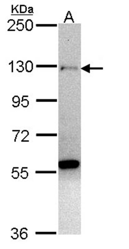 Anti-zinc finger protein 574 Antibody