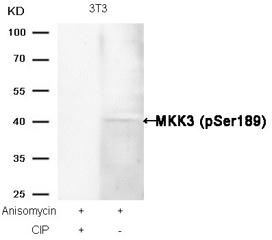 Anti-MKK3 (Phospho-Ser189) Antibody Anti-MKK3 (Phospho-Ser189) Antibody