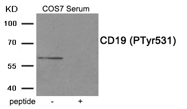 Anti-CD19 (Phospho-Tyr531) Antibody